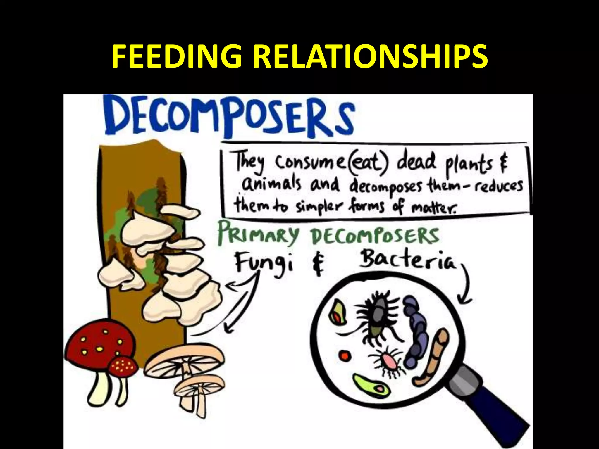 FEEDING RELATIONSHIPS
 