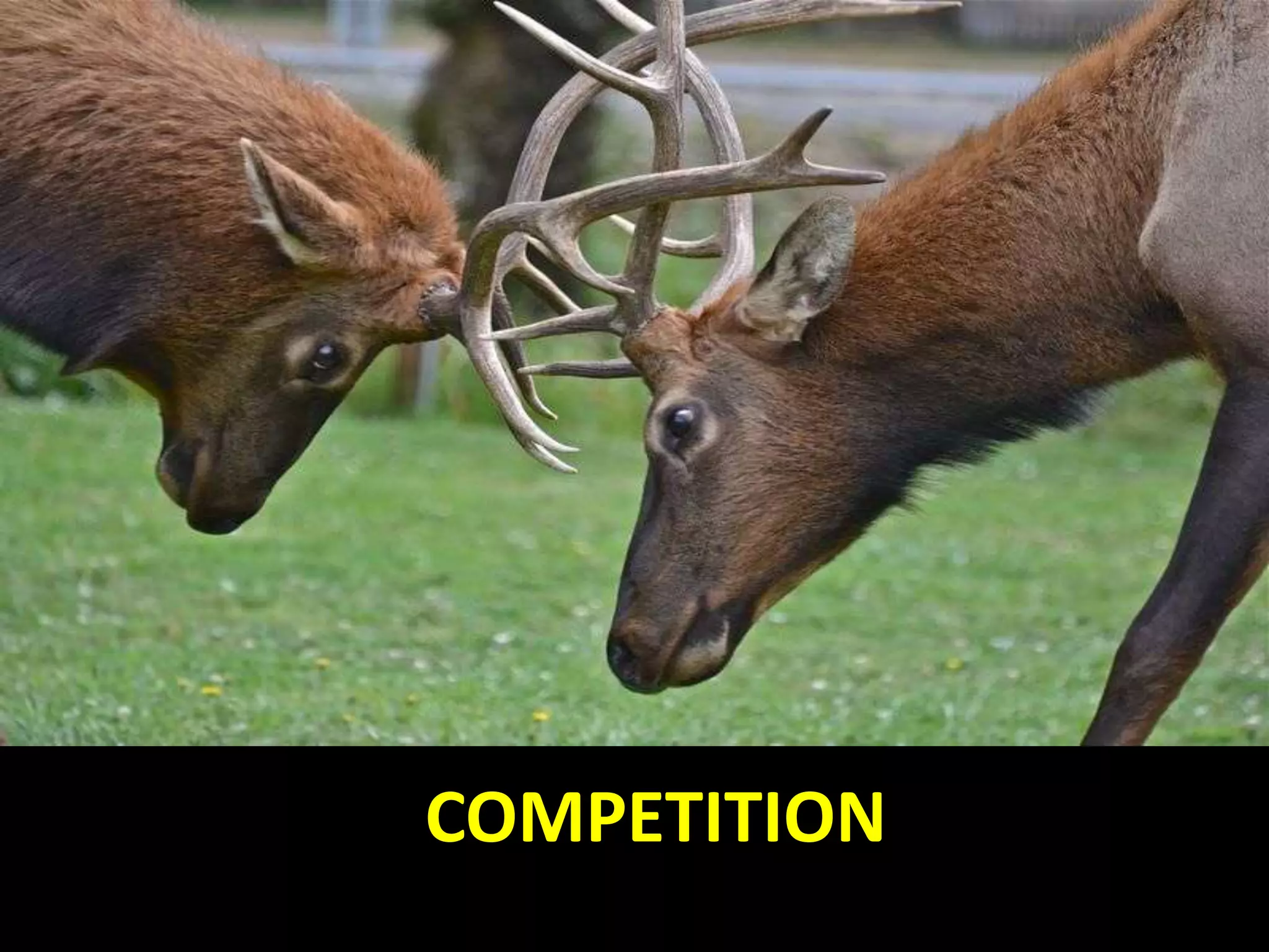COMPETITION
 