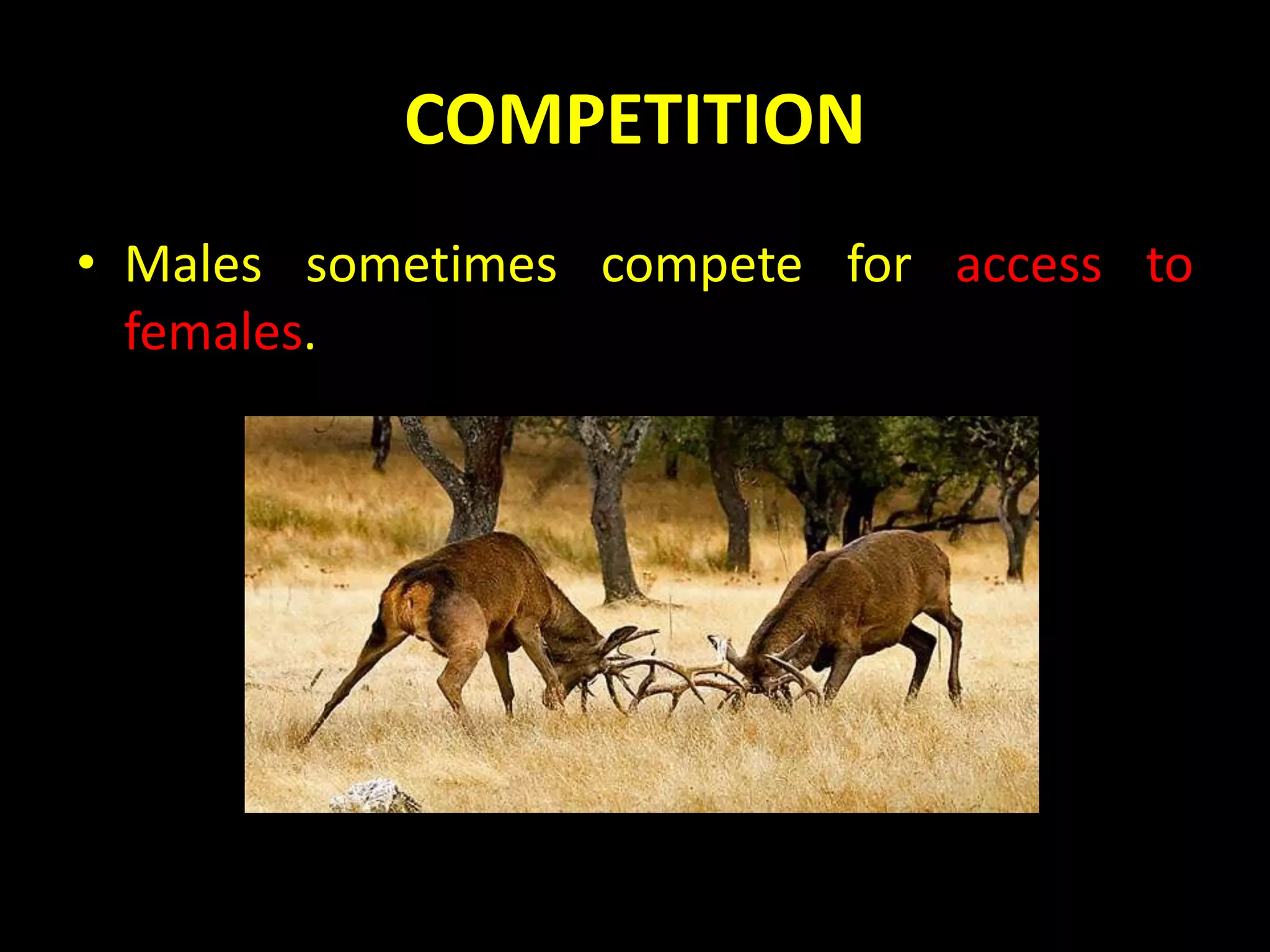 COMPETITION
• Males sometimes compete for access to
females.
 