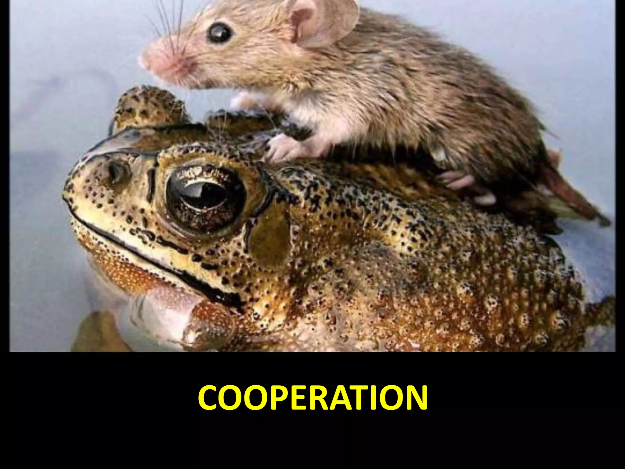 COOPERATION
 
