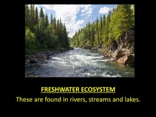 Ecosystems | PPTX