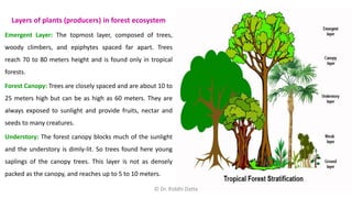Stratification Bio Types of Ecosystems | PDF