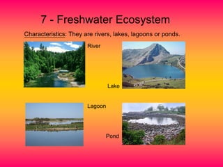 7 - Freshwater Ecosystem
Characteristics: They are rivers, lakes, lagoons or ponds.
River
Lake
Lagoon
Pond
 