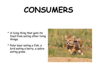 CONSUMERS
• A living thing that gets its
food from eating other living
things.
• Polar bear eating a fish, a
bird eating a berry, a zebra
eating grass.
 