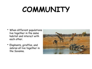 COMMUNITY
• When different populations
live together in the same
habitat and interact with
each other.
• Elephants, giraffes, and
zebras all live together in
the Savanna.
