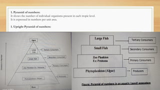 1. Pyramid of numbers:
It shows the number of individual organisms present in each tropic level.
It is expressed in numbers per unit area.
1. Upright Pyramid of numbers:
 