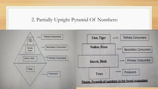 2. Partially Upright Pyramid Of Numbers:
 