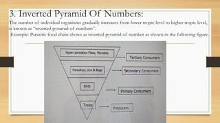 3. Inverted Pyramid Of Numbers:
The number of individual organisms gradually increases from lower tropic level to higher tropic level,
is known as “inverted pyramid of numbers”.
Example: Parasitic food chain shows as inverted pyramid of number as shown in the following figure.
 
