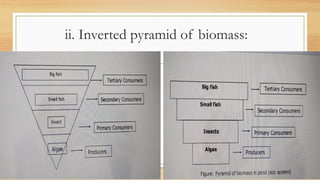 ii. Inverted pyramid of biomass:
 