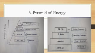 3. Pyramid of Energy:
 