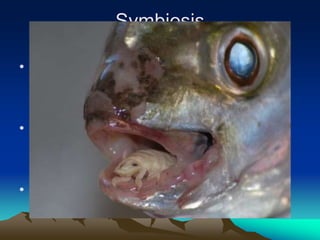 Symbiosis
• Mutualism
• Commensalism
• Parasitism
 