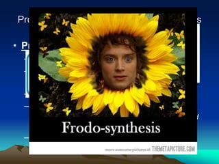 Producers, Consumers, and Decomposers
• Producers
– An organism that produces its own food
– Also called Autotrophs
• Producers
– Includes plants, algae, and bacteria
– Many make food through photosynthesis
• Uses light energy to combine carbon dioxide and
water to produce glucose and oxygen.
– Remember ME? And me?? And me??? And me????
And me????? And me??????
 