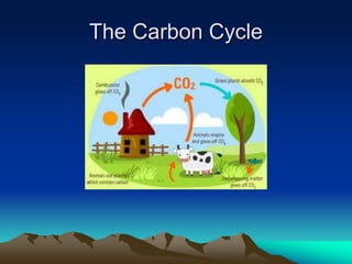 The Carbon Cycle
 