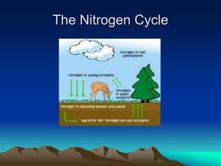 The Nitrogen Cycle
 