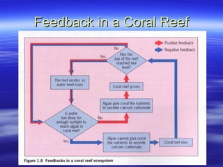 Feedback in a Coral Reef 