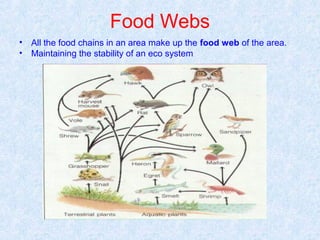 Food Webs 
• All the food chains in an area make up the food web of the area. 
• Maintaining the stability of an eco system 
 