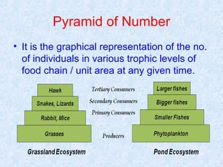 Pyramid of Number 
• It is the graphical representation of the no. 
of individuals in various trophic levels of 
food chain / unit area at any given time. 
 