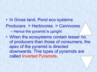 • In Gross land, Pond eco systems 
Producers > Herbivores > Carnivores 
– Hence the pyramid is upright 
• When the ecosystems contain lesser no. 
of producers than those of consumers, the 
apex of the pyramid is directed 
downwards. This types of pyramids are 
called Inverted Pyramids. 
 