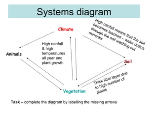 Systems diagram Climate Soil Animals Vegetation High rainfall means that the soil becomes leached – water drains through the soil washing out minerals Thick litter layer due to high number of plants High rainfall & high temperatures all year enc plant growth Task – complete the diagram by labelling the missing arrows