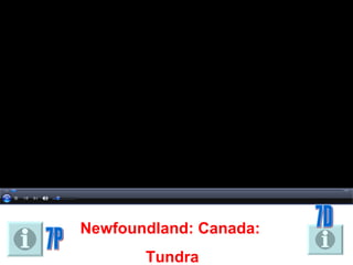 Newfoundland: Canada:  Tundra 7D 7P 