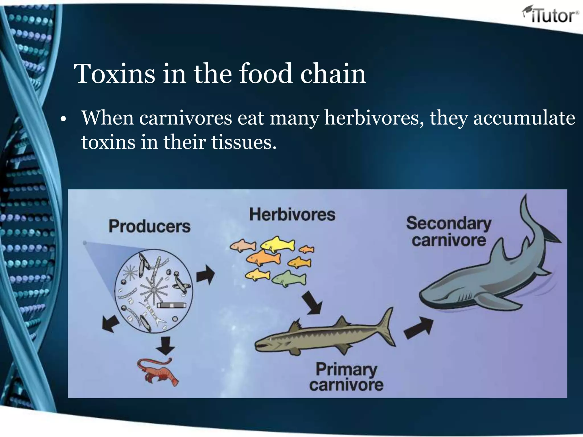 Toxins in the food chain
• When carnivores eat many herbivores, they accumulate
toxins in their tissues.
 