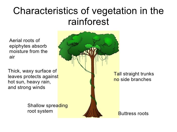 Tropical Rainforest Characteristics Soil