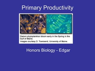 Primary Productivity Honors Biology - Edgar 