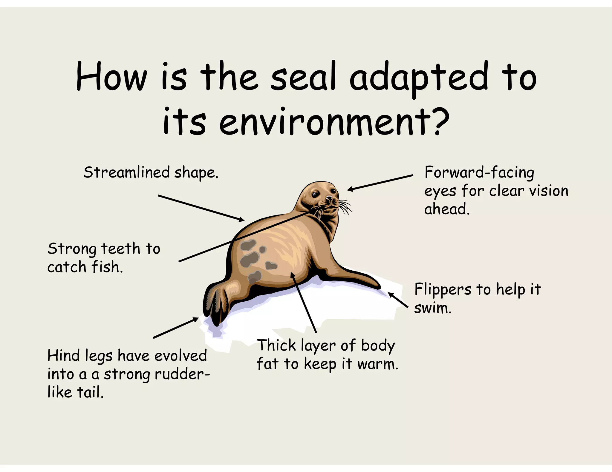 How is the seal adapted to
its environment?
Flippers to help it
swim.
Streamlined shape.
Thick layer of body
fat to keep it warm.
Strong teeth to
catch fish.
Forward-facing
eyes for clear vision
ahead.
Hind legs have evolved
into a a strong rudder-
like tail.
 
