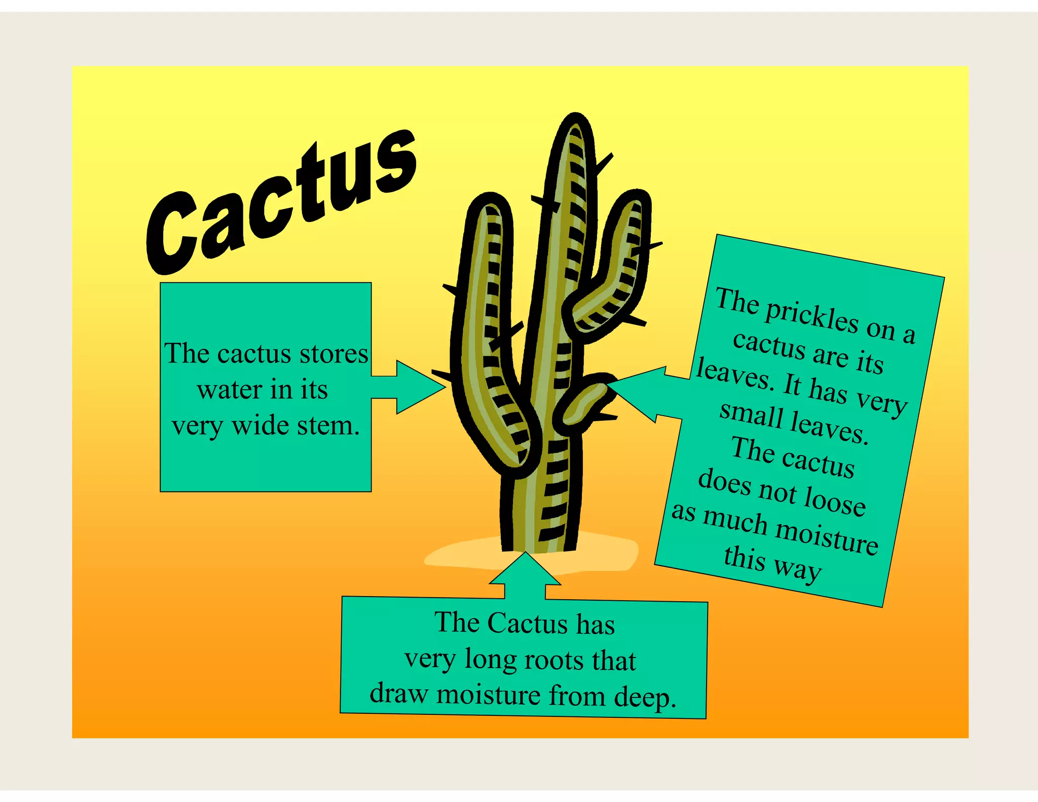 The cactus stores
water in its
very wide stem.
 