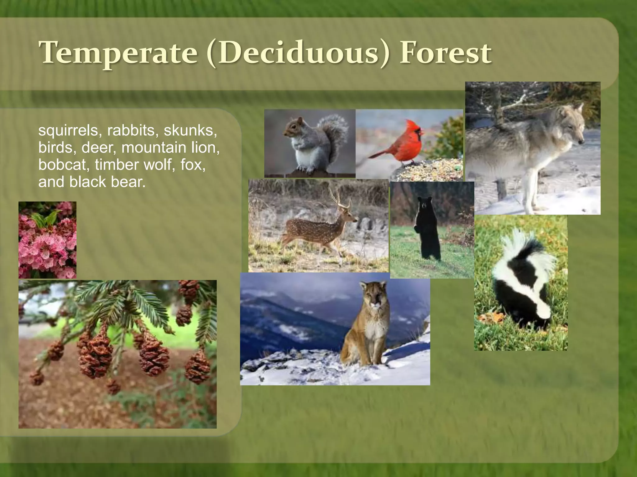 Temperate (Deciduous) Forest 
squirrels, rabbits, skunks, 
birds, deer, mountain lion, 
bobcat, timber wolf, fox, 
and black bear. 
 