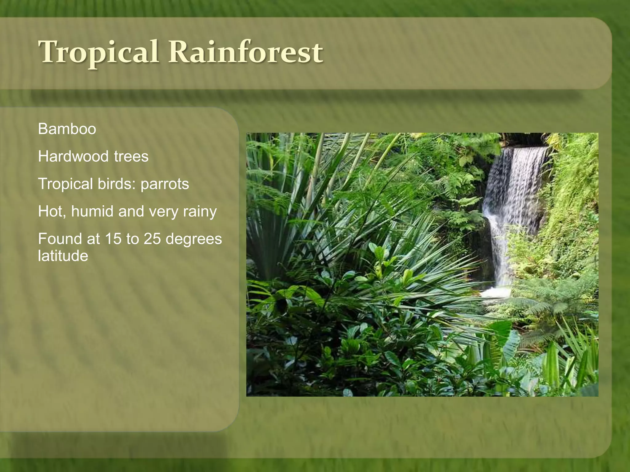 Tropical Rainforest 
Bamboo 
Hardwood trees 
Tropical birds: parrots 
Hot, humid and very rainy 
Found at 15 to 25 degrees 
latitude 
 