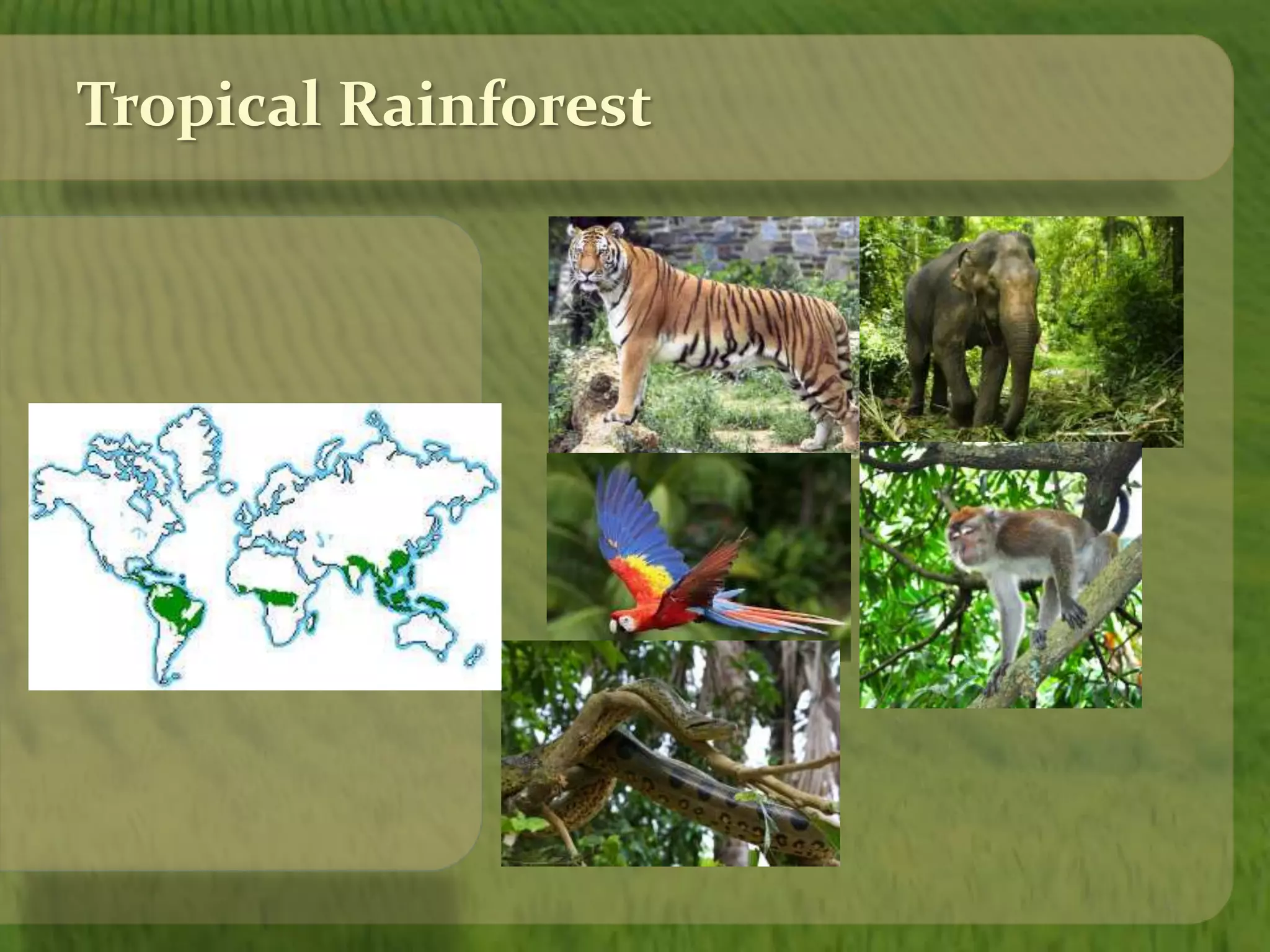 Tropical Rainforest 
 