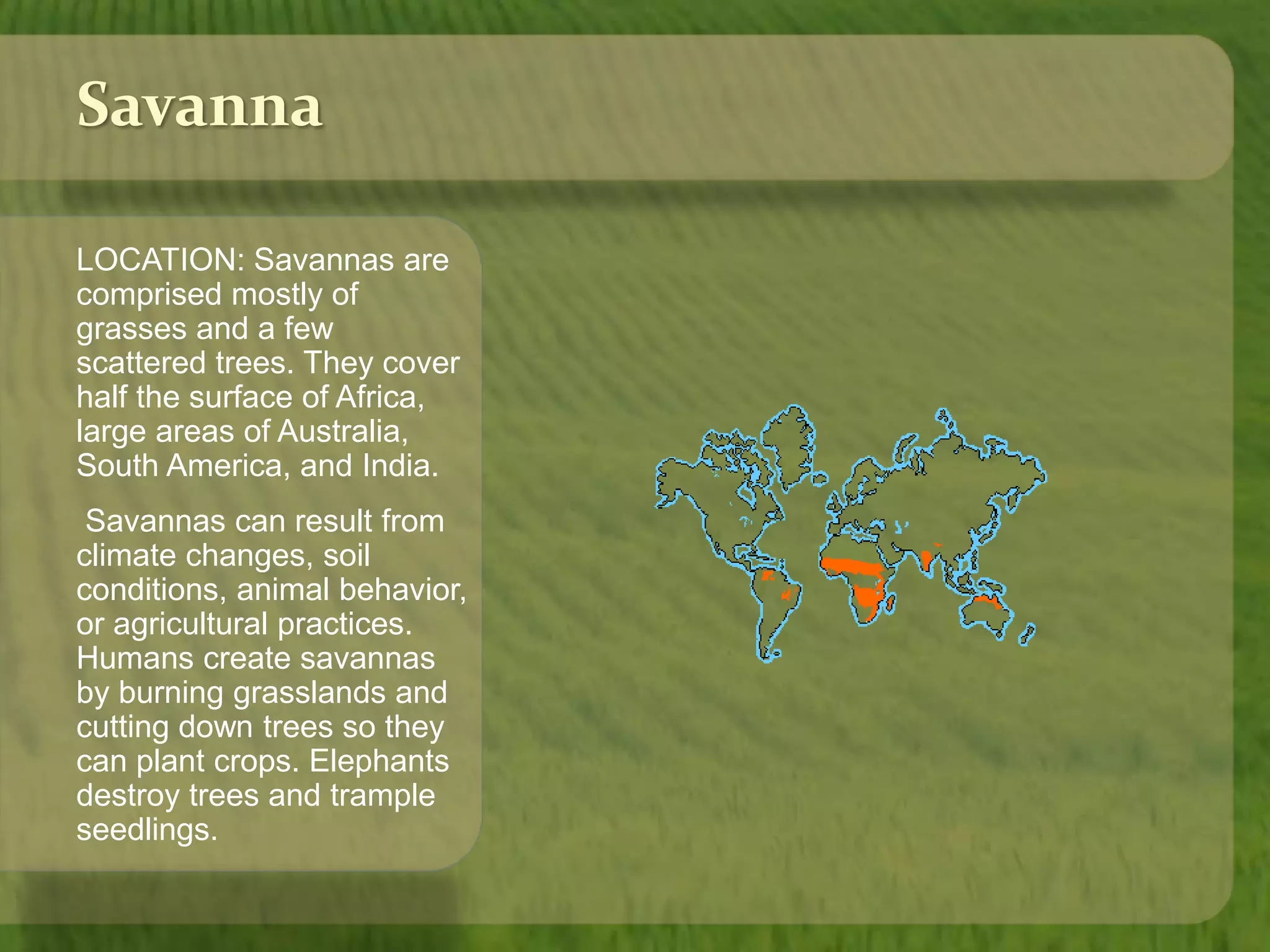 Savanna 
LOCATION: Savannas are 
comprised mostly of 
grasses and a few 
scattered trees. They cover 
half the surface of Africa, 
large areas of Australia, 
South America, and India. 
Savannas can result from 
climate changes, soil 
conditions, animal behavior, 
or agricultural practices. 
Humans create savannas 
by burning grasslands and 
cutting down trees so they 
can plant crops. Elephants 
destroy trees and trample 
seedlings. 
 