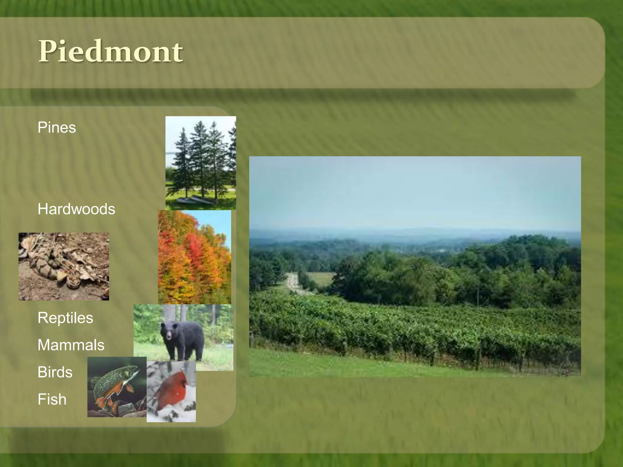 Piedmont 
Pines 
Hardwoods 
Reptiles 
Mammals 
Birds 
Fish 
 
