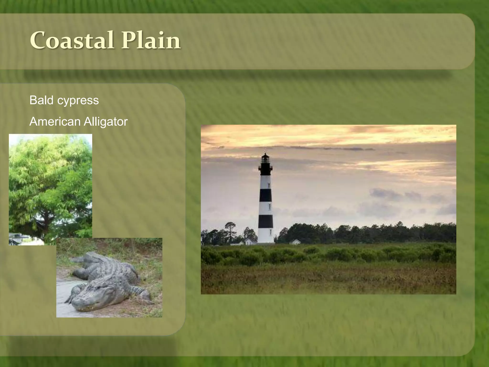 Coastal Plain 
Bald cypress 
American Alligator 
 