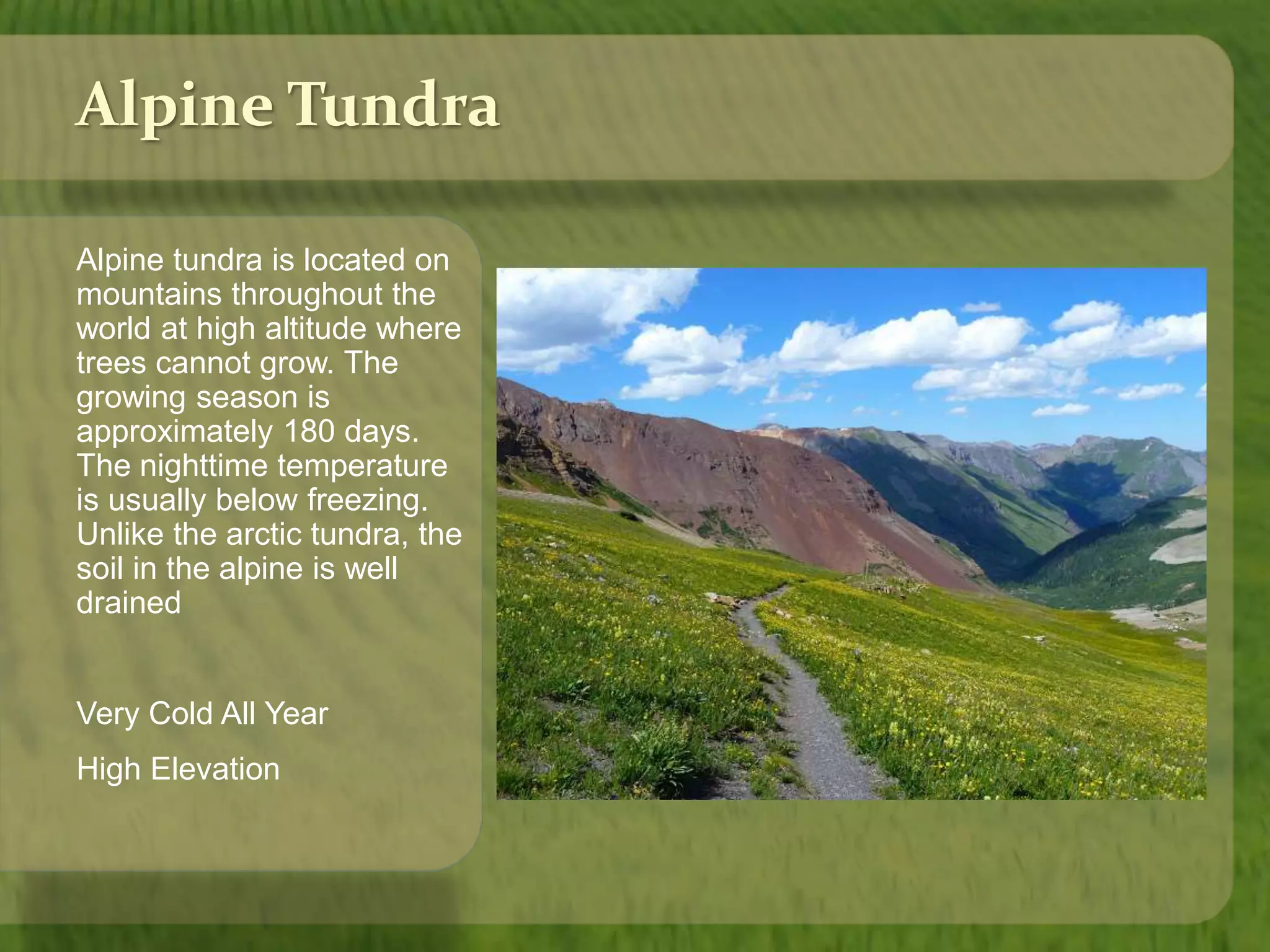 Alpine Tundra 
Alpine tundra is located on 
mountains throughout the 
world at high altitude where 
trees cannot grow. The 
growing season is 
approximately 180 days. 
The nighttime temperature 
is usually below freezing. 
Unlike the arctic tundra, the 
soil in the alpine is well 
drained 
Very Cold All Year 
High Elevation 
 