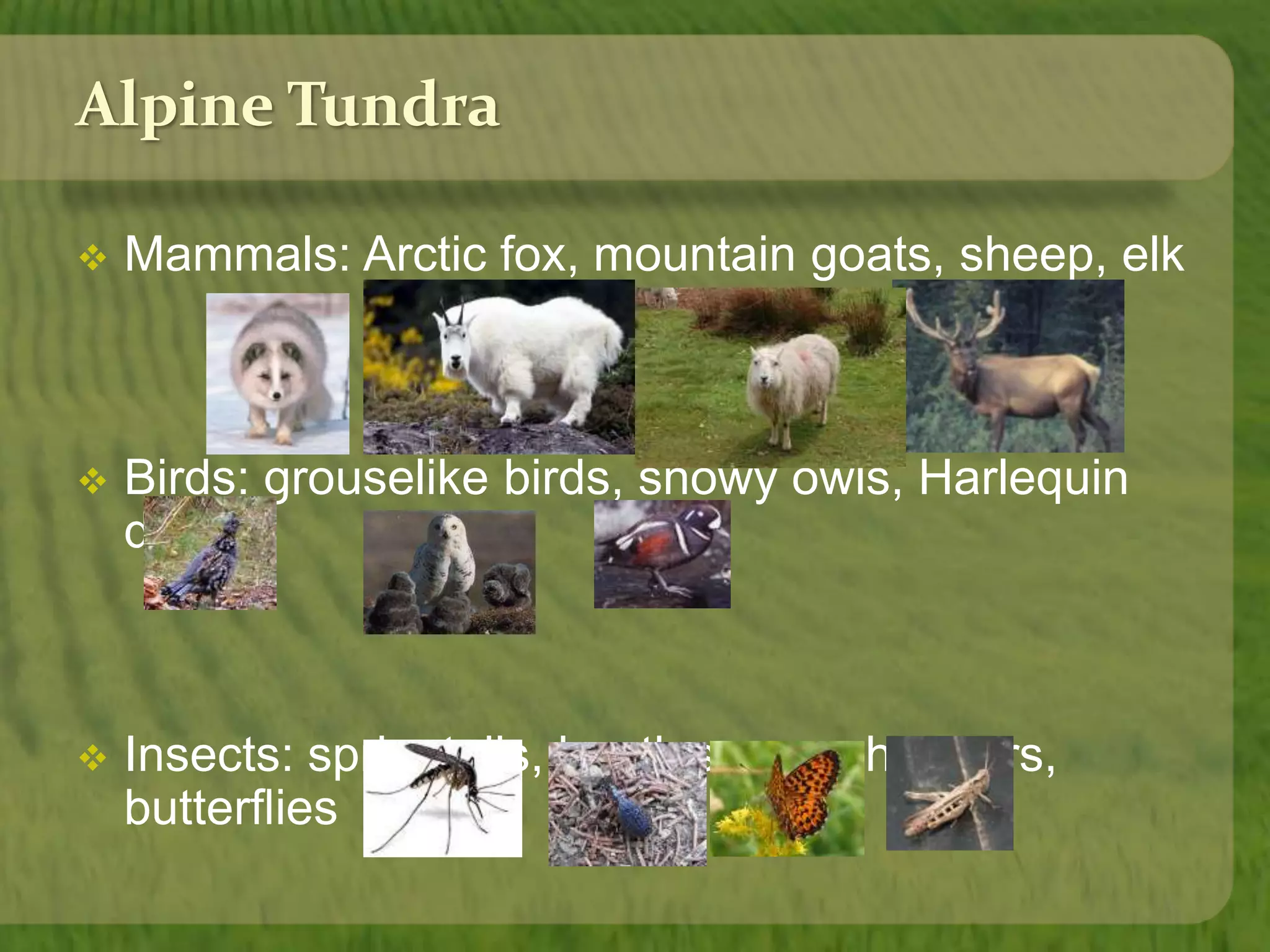 Alpine Tundra 
 Mammals: Arctic fox, mountain goats, sheep, elk 
 Birds: grouselike birds, snowy owls, Harlequin 
duck 
 Insects: springtails, beetles, grasshoppers, 
butterflies 
 