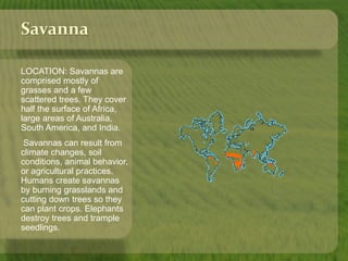 Savanna 
LOCATION: Savannas are 
comprised mostly of 
grasses and a few 
scattered trees. They cover 
half the surface of Africa, 
large areas of Australia, 
South America, and India. 
Savannas can result from 
climate changes, soil 
conditions, animal behavior, 
or agricultural practices. 
Humans create savannas 
by burning grasslands and 
cutting down trees so they 
can plant crops. Elephants 
destroy trees and trample 
seedlings. 
 