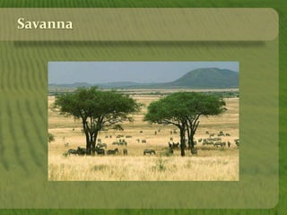 Savanna 
 