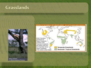 Grasslands 
 