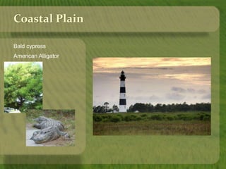 Coastal Plain 
Bald cypress 
American Alligator 
 