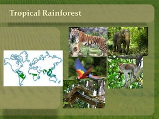 Tropical Rainforest 
 