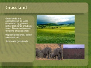 Grassland 
Grasslands are 
characterized as lands 
dominated by grasses 
rather than large shrubs or 
trees. There are two main 
divisions of grasslands: 
tropical grasslands, called 
savannas, and 
temperate grasslands. 
 