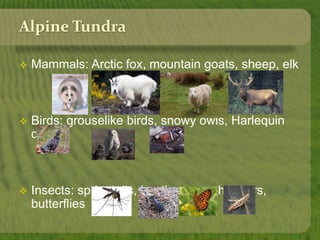 Alpine Tundra 
 Mammals: Arctic fox, mountain goats, sheep, elk 
 Birds: grouselike birds, snowy owls, Harlequin 
duck 
 Insects: springtails, beetles, grasshoppers, 
butterflies 
 