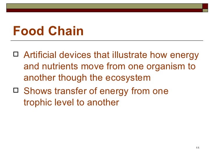 ecosystems and energy flow food chain