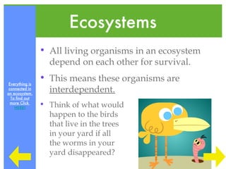 Ecosystems
                 • All living organisms in an ecosystem
                   depend on each other for survival.
                 • This means these organisms are
 Everything is
 connected in
an ecosystem.
                   interdependent.
  To find out
  more Click
    HERE!
                 • Think of what would
                   happen to the birds
                   that live in the trees
                   in your yard if all
                   the worms in your
                   yard disappeared?
 