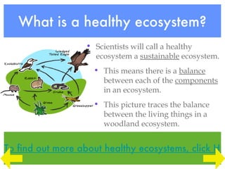 What is a healthy ecosystem?
                  • Scientists will call a healthy
                    ecosystem a sustainable ecosystem.
                    • This means there is a balance
                      between each of the components
                      in an ecosystem.
                    • This picture traces the balance
                      between the living things in a
                      woodland ecosystem.


To find out more about healthy ecosystems, click HE
 