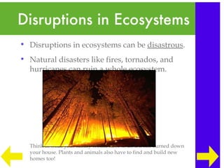Disruptions in Ecosystems
• Disruptions in ecosystems can be disastrous.
• Natural disasters like fires, tornados, and
  hurricanes can ruin a whole ecosystem.




  Think of what your family would have to do if a fire burned down
  your house. Plants and animals also have to find and build new
  homes too!
 