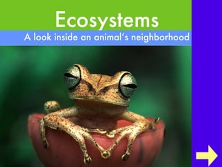 Ecosystems
A look inside an animal’s neighborhood
 