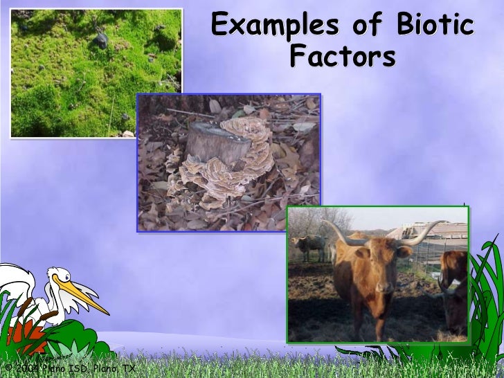 Biotic Environment Pictures 110